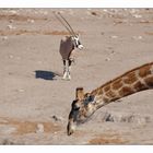 Giraffe oder Oryx?