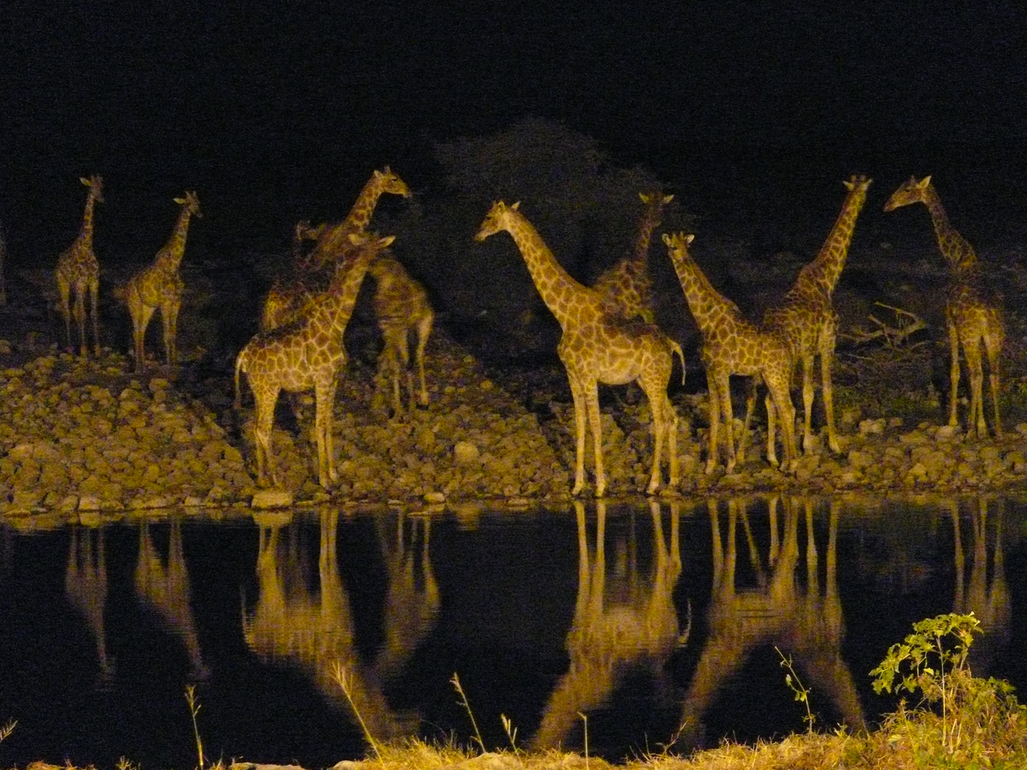 Giraffe on water hole at night