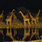 Giraffe on water hole at night