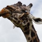 Giraffe, Oxpecker