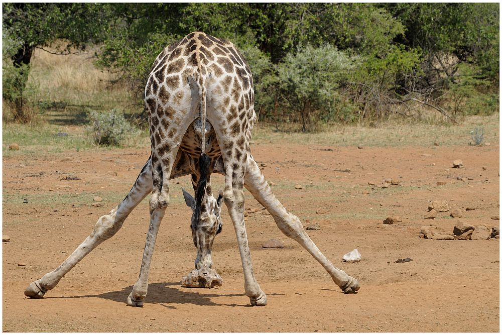 Giraffe @ Pilanesberg (Südafrika)