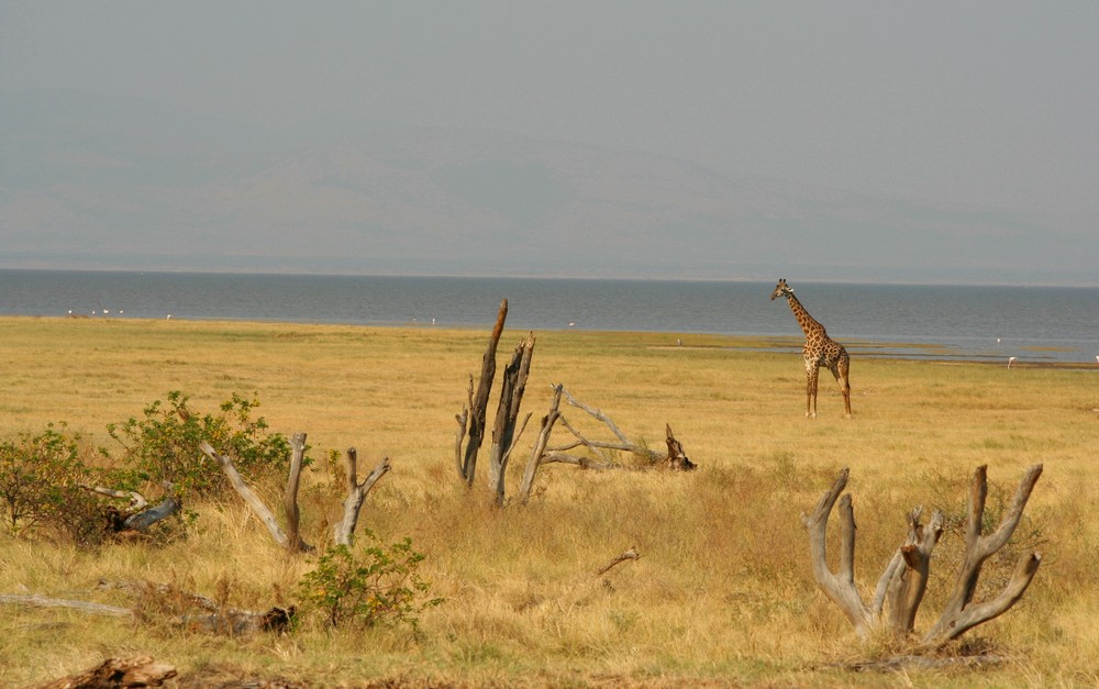 Giraffe plus Manyara-See