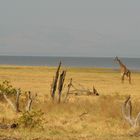 Giraffe plus Manyara-See