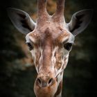 Giraffe Portait I