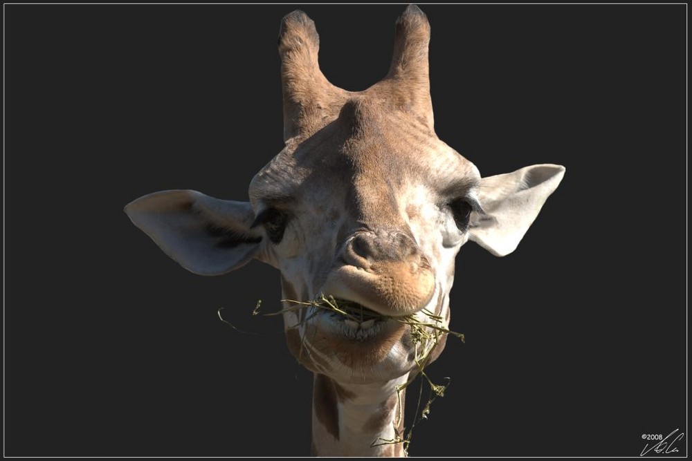 Giraffe - Portrait