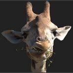 Giraffe - Portrait