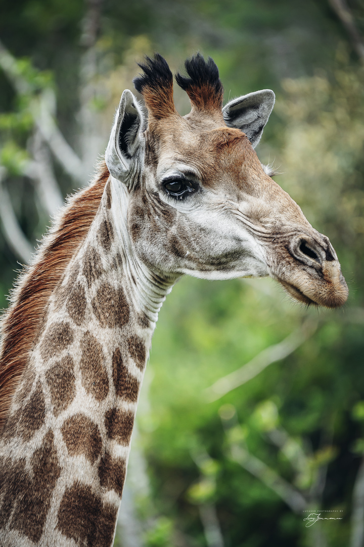 Giraffe Portrait