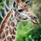 Giraffe Portrait