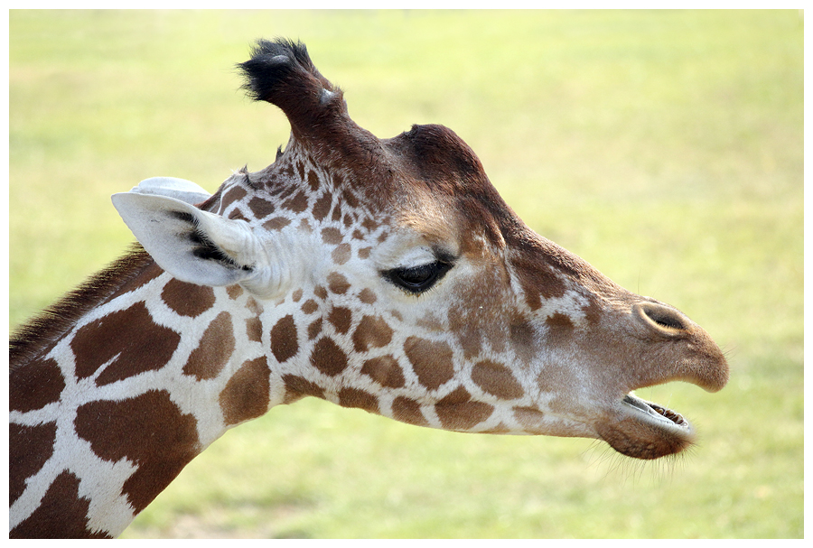 Giraffe Portrait