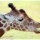 Giraffe Portrait