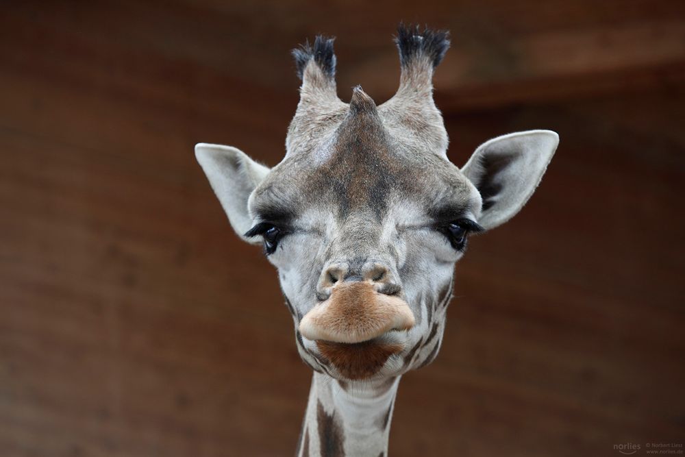 Giraffe Portrait