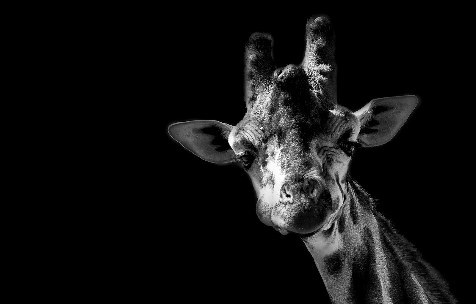 Giraffe portrait - BWLK