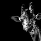 Giraffe portrait - BWLK