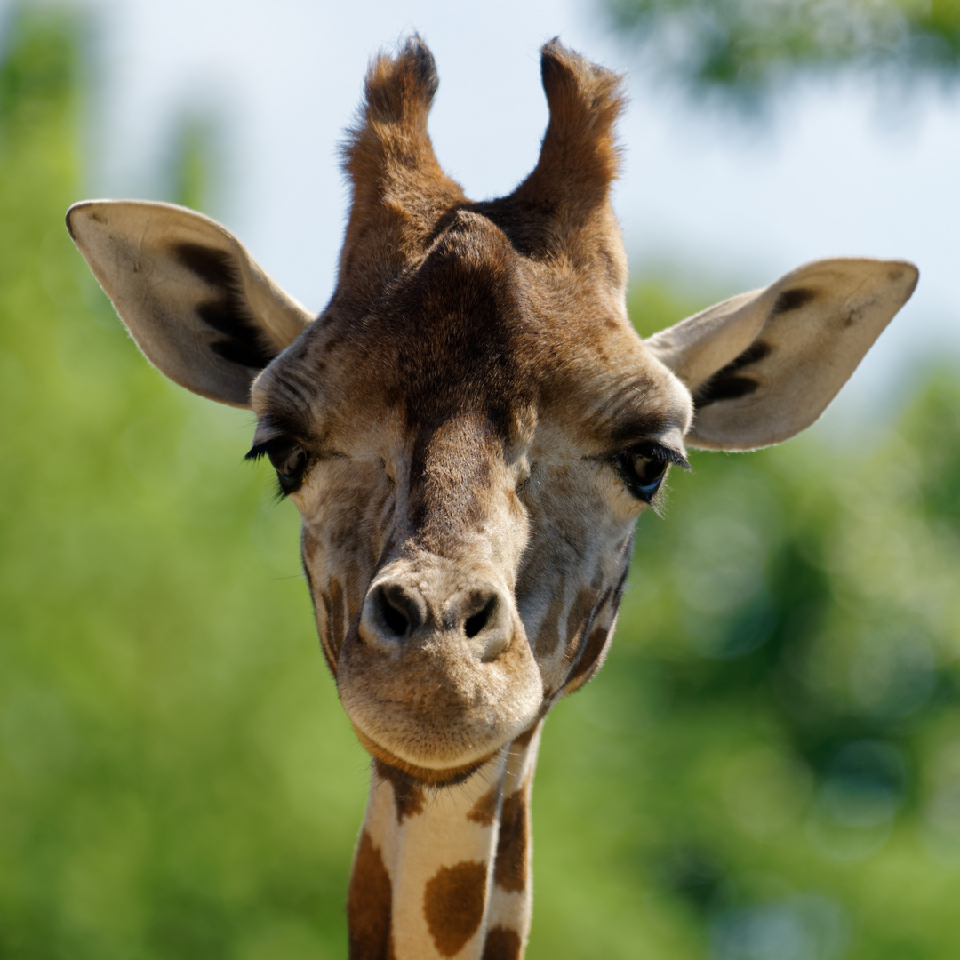 Giraffe Portrait frontal Foto & Bild | natur, zoo, tiere Bilder auf