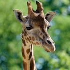 Giraffe Portrait rechtsseitig