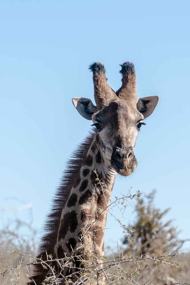 Giraffe Portraits