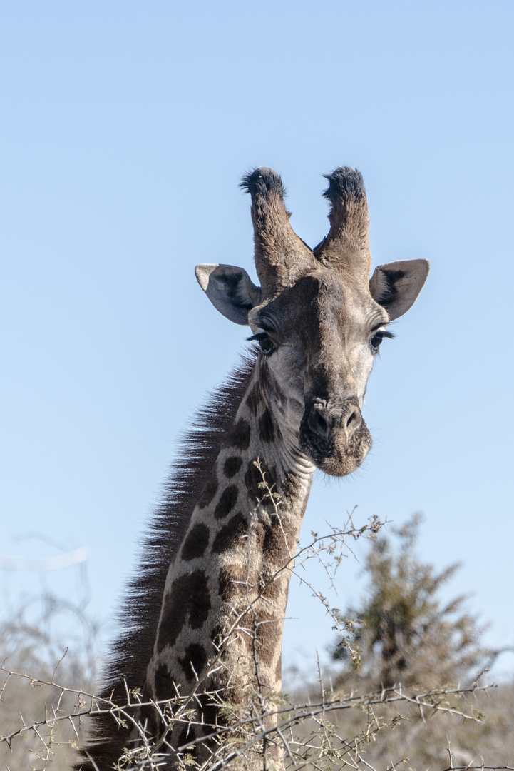 Giraffe Portraits