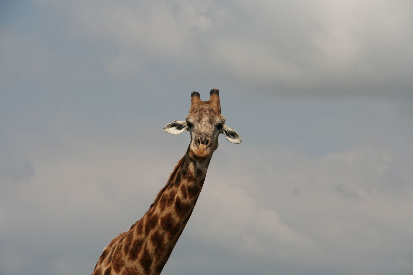 Giraffe ragt in den Himmel