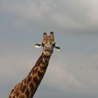 Giraffe ragt in den Himmel