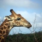 Giraffe ragt über dem Baum