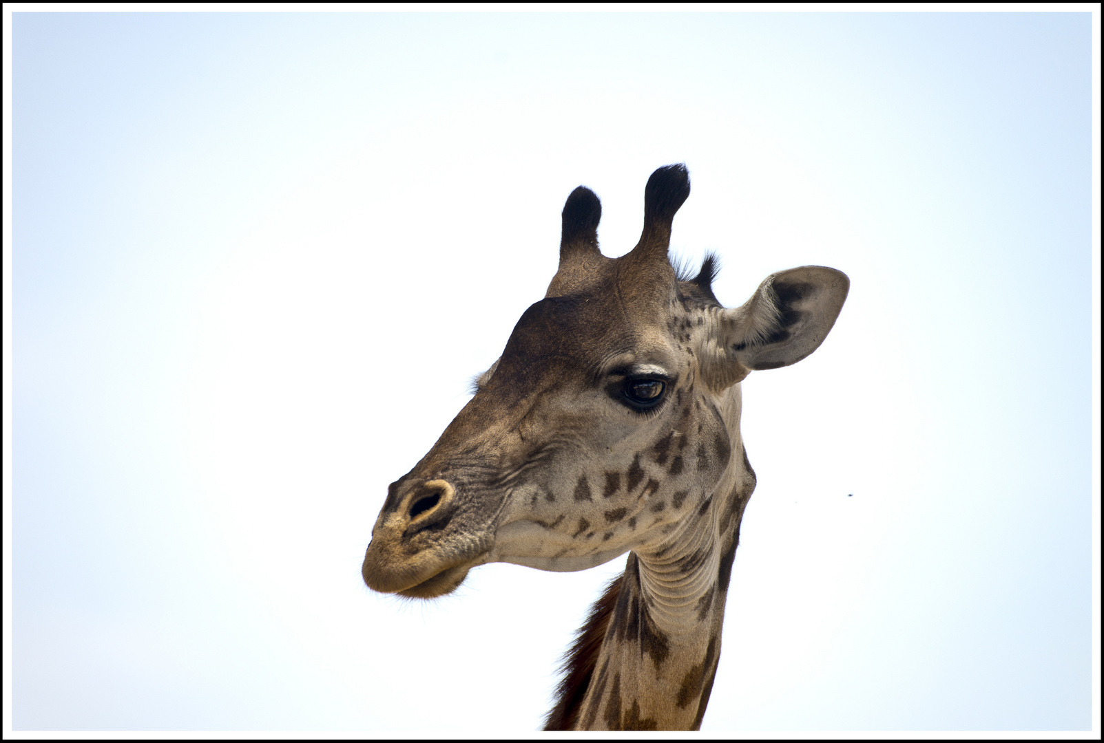 Giraffe, Ruaha-Nationalpark, Tansania