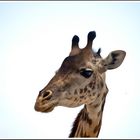 Giraffe, Ruaha-Nationalpark, Tansania