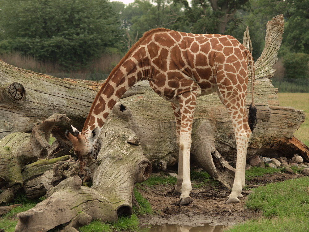 Giraffe Safaripark Dänemark