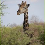 Giraffe schaut ... in Nambia