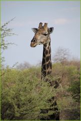 Giraffe schaut ... in Nambia