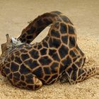 Giraffe - Schlaf -2- 