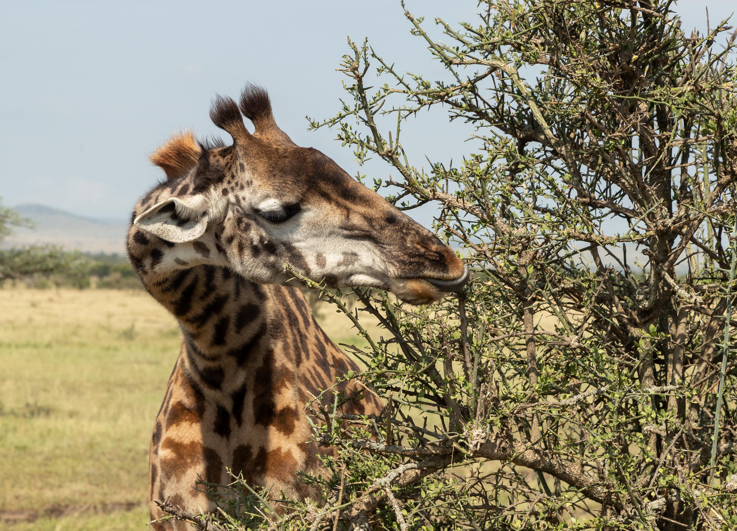 Giraffe / Serengeti NP