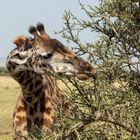 Giraffe / Serengeti NP