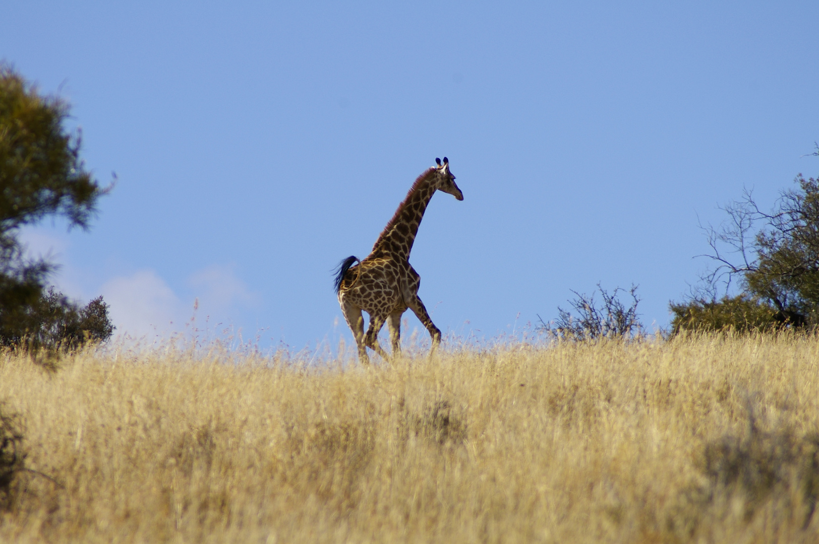 Giraffe setzt zum Sprint an