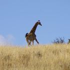 Giraffe setzt zum Sprint an