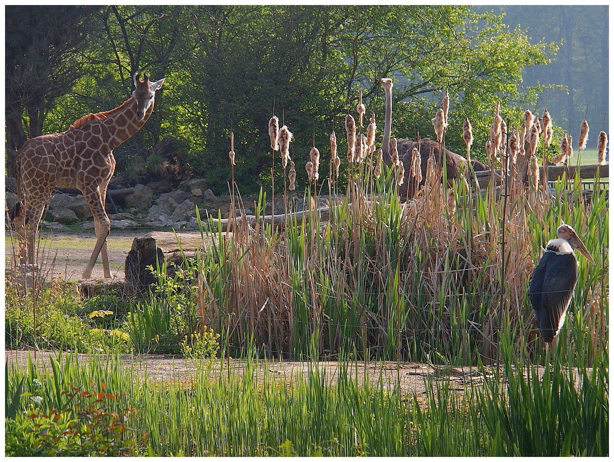 Giraffe, Strauß & Marabu