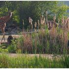 Giraffe, Strauß & Marabu