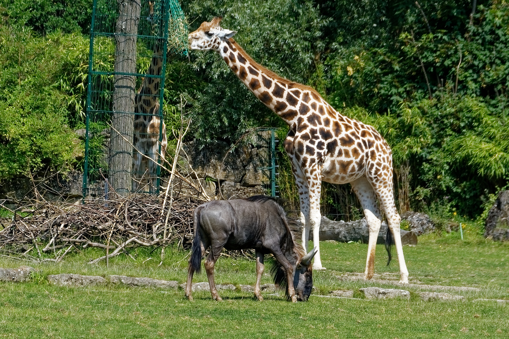 Giraffe & Stzreifengnu