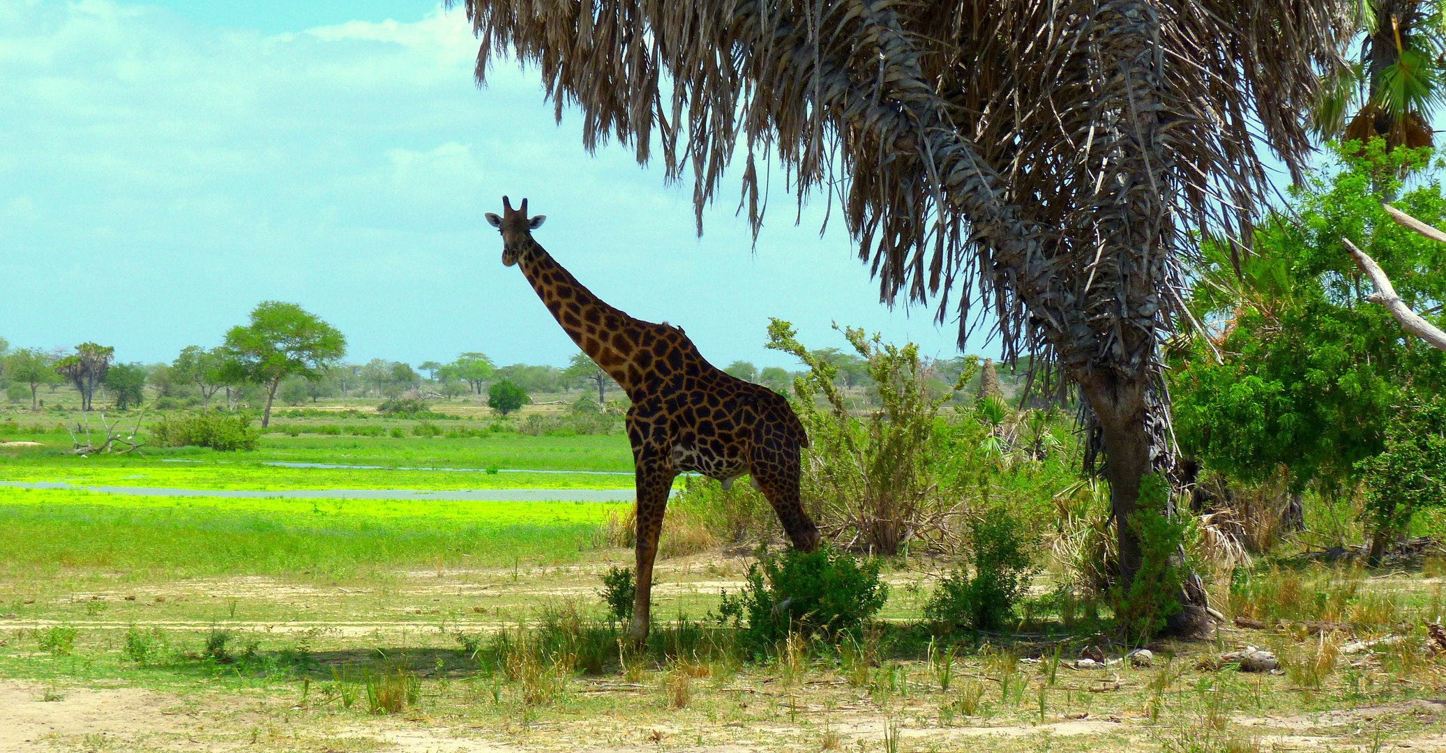 Giraffe sucht Sonnenschutz unter einer Borassus-Palme im Selous-Park