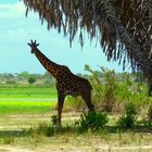 Giraffe sucht Sonnenschutz unter einer Borassus-Palme im Selous-Park