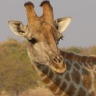 Giraffe - Südafrika