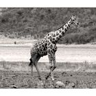 Giraffe s/w..
