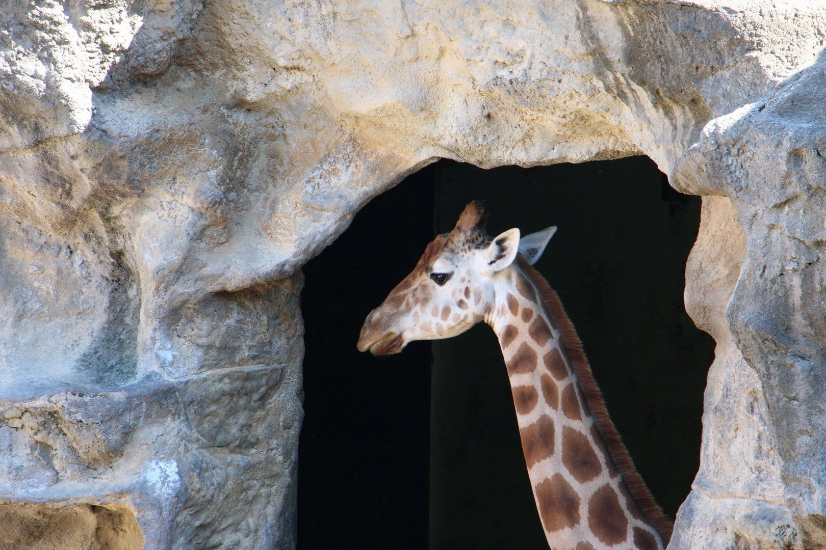 Giraffe Sydney Zoo