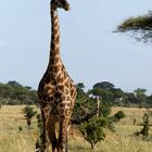 Giraffe, Tarangire NP, Tansania 2013