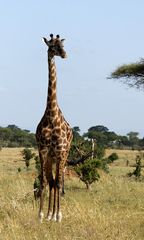 Giraffe, Tarangire NP, Tansania 2013