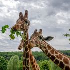 Giraffe • The Giraffe • La girafe