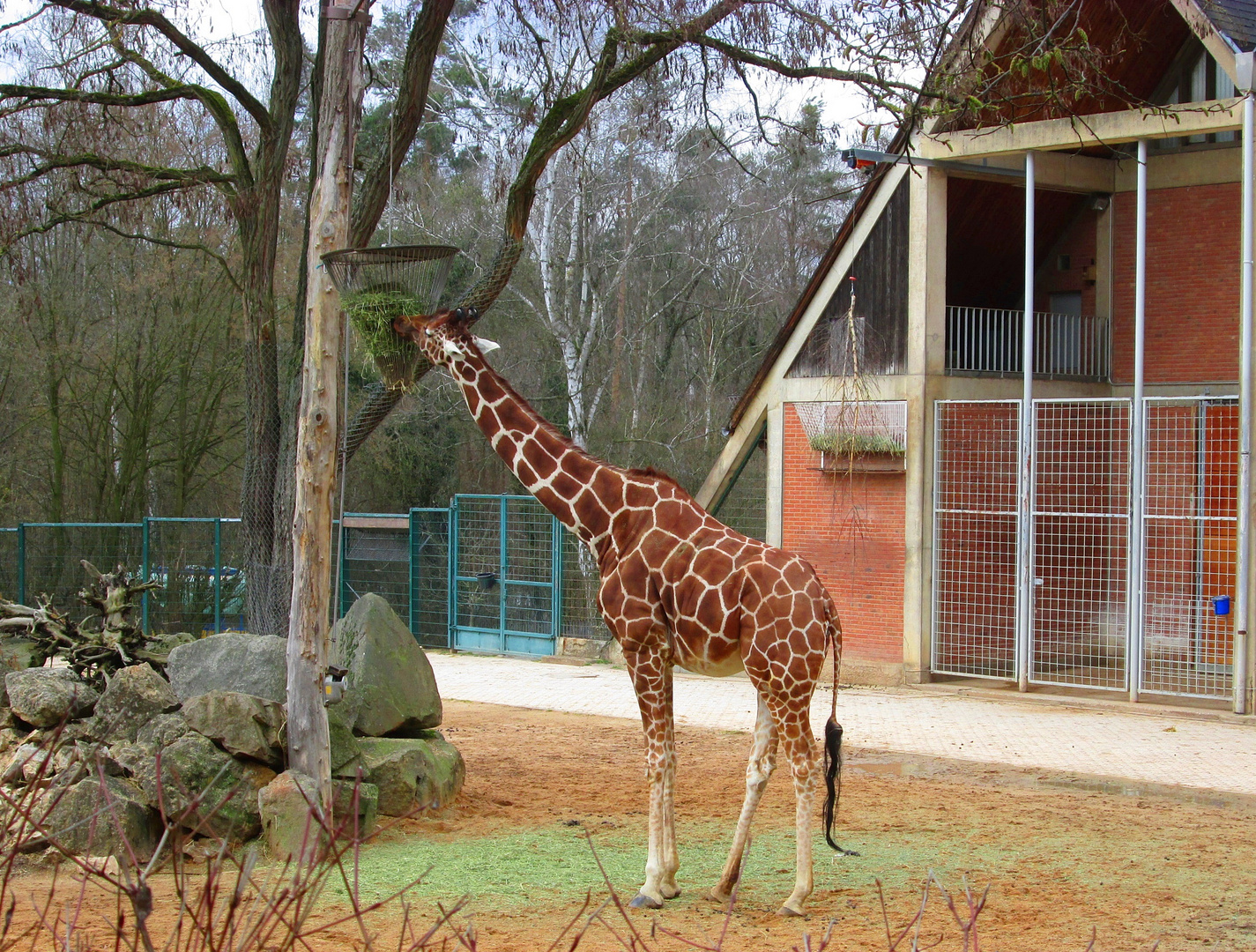 Giraffe Tiergarten Nürnberg