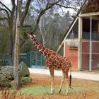 Giraffe Tiergarten Nürnberg