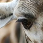 Giraffe träumt von Afrika