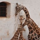 giraffe tristi