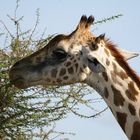 Giraffe Tsavo Ost Nationalpark Kenya